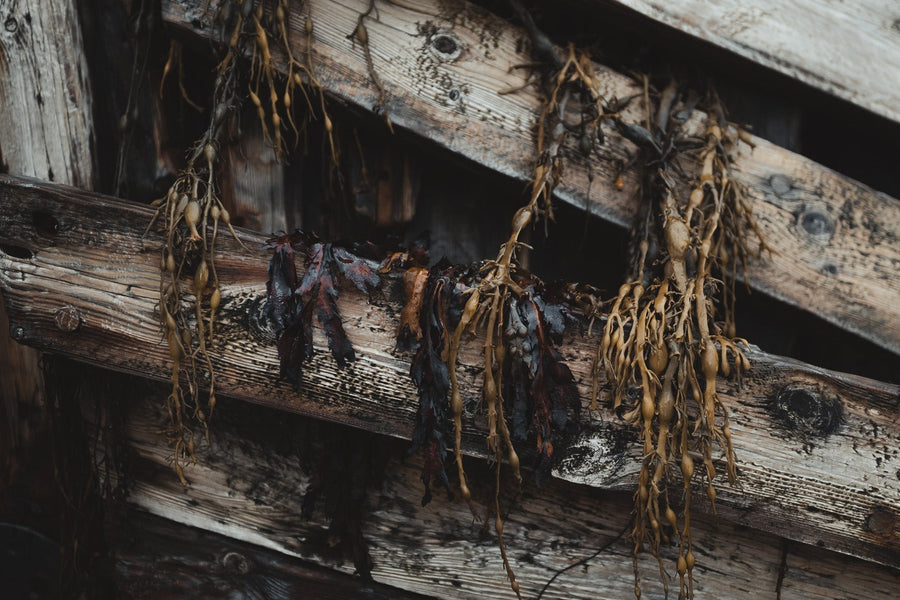 Seaweed and the Vikings
