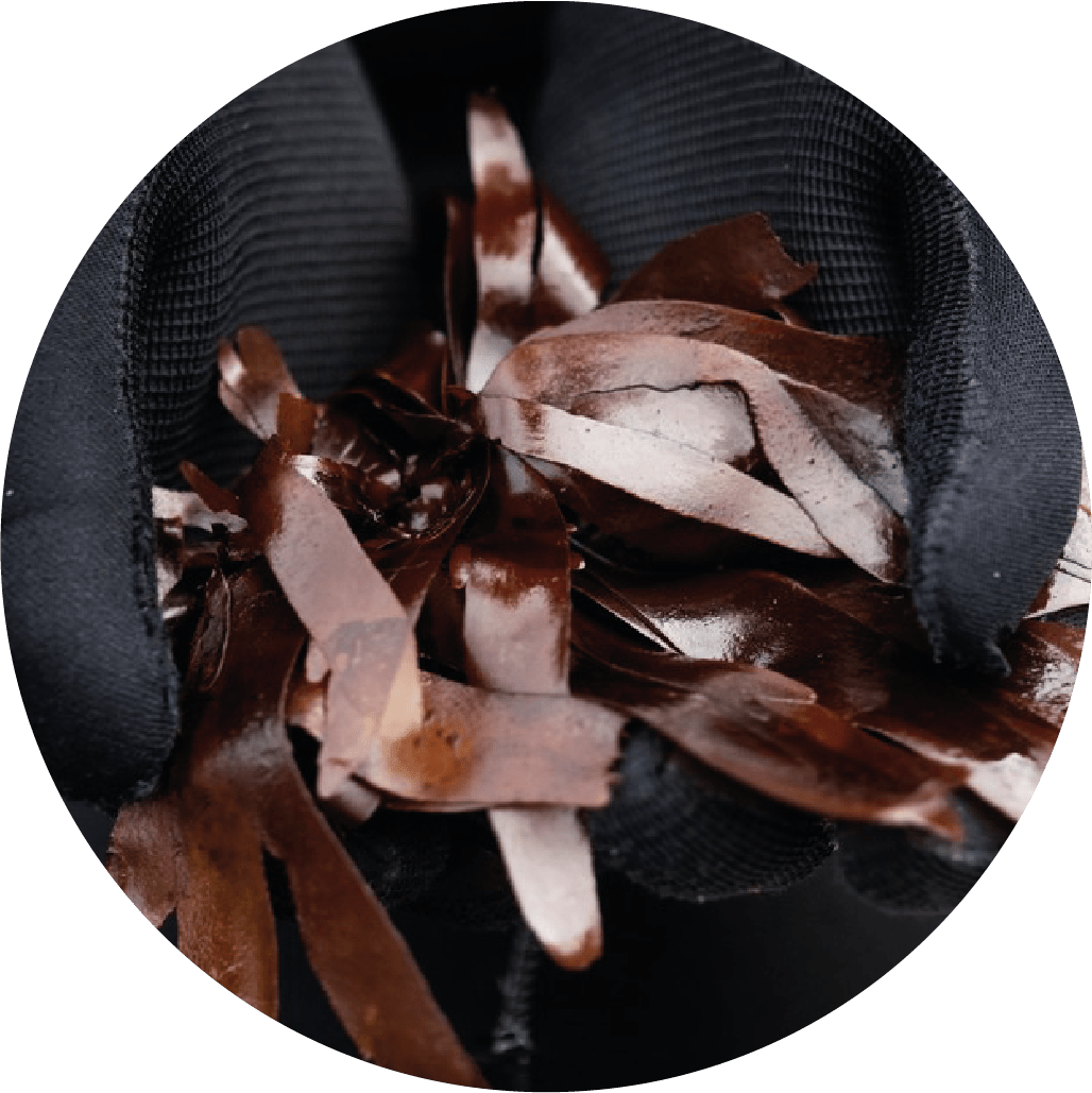 Kombu - Lofoten Seaweed