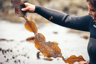 Can You Eat Seaweed Every Day? - Lofoten Seaweed