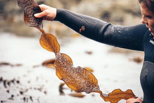 Can You Eat Seaweed Every Day? - Lofoten Seaweed