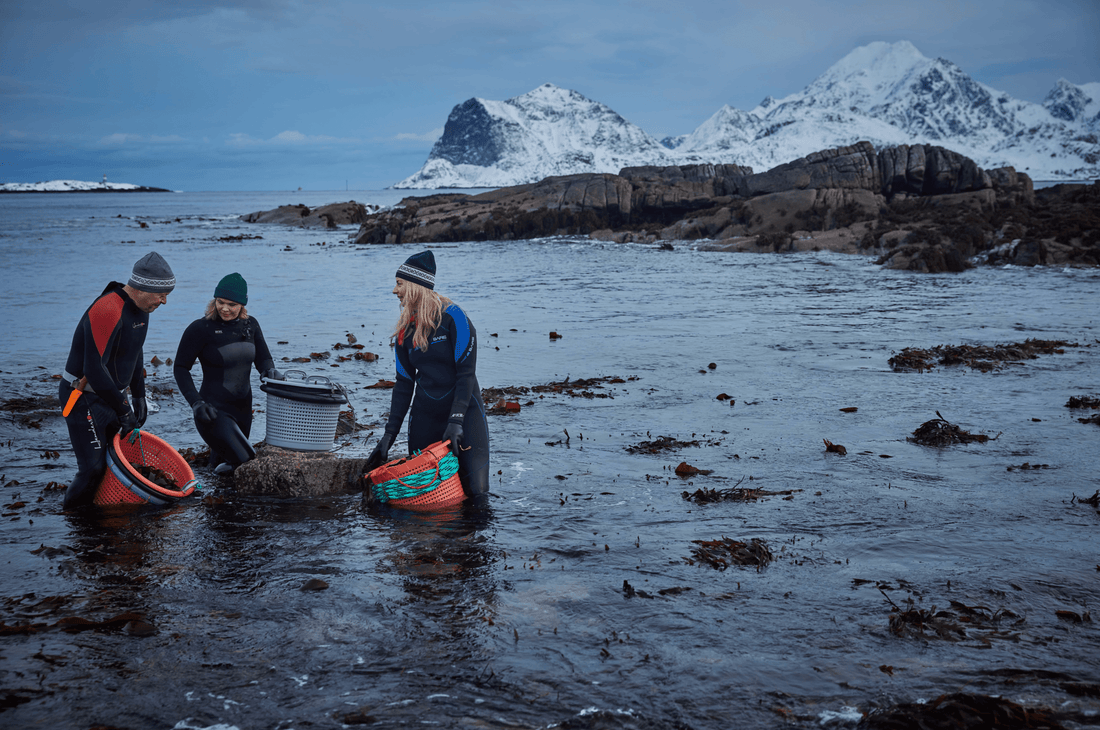 People of the North: the Scandinavian adventure show! - Lofoten Seaweed