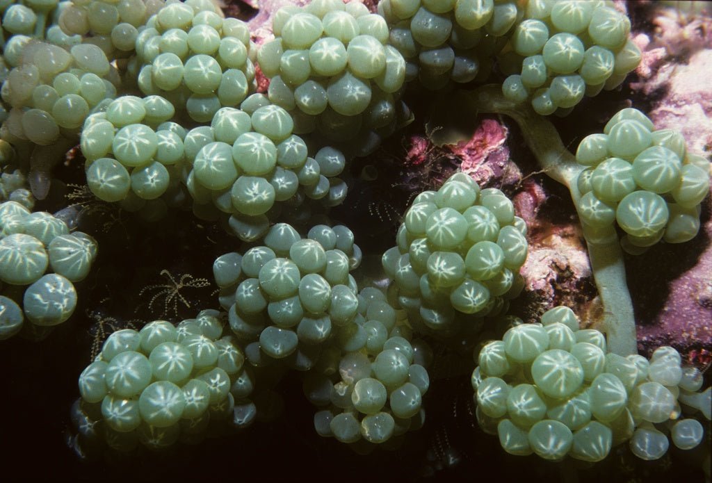 Different Oceans, Same Goals: Supporting Fiji's Seaweed Harvesters - Lofoten Seaweed
