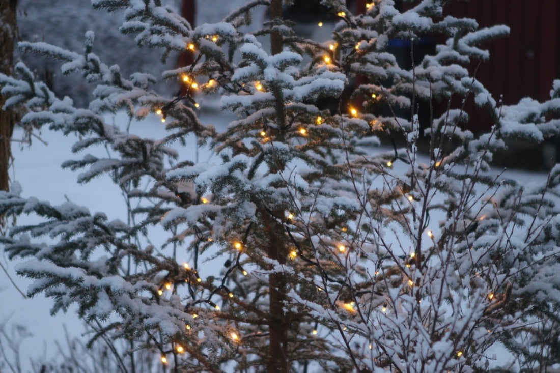 12 Ways to Celebrate a Sustainable Christmas - Lofoten Seaweed