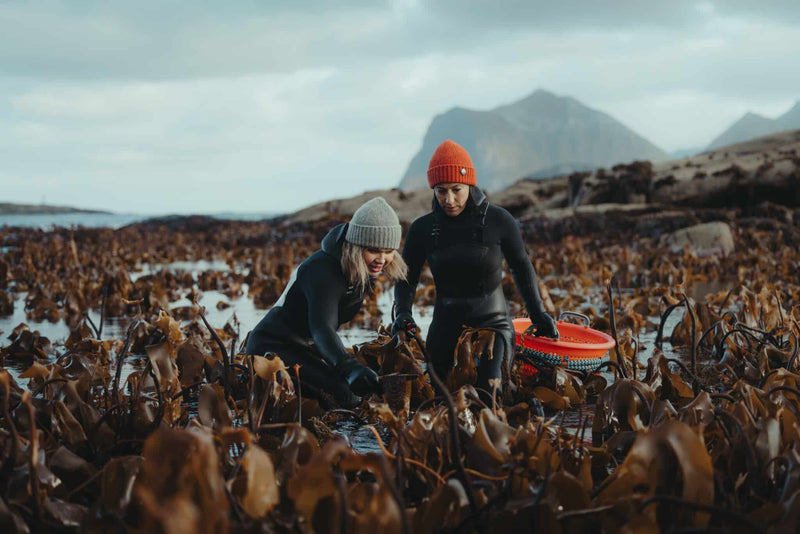 Regenerative Tourism in Lofoten - Lofoten Seaweed