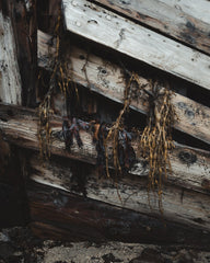 Seaweed and the Vikings