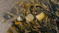Seaweed startup wins innovation prize for kelp bioplastic - Lofoten Seaweed