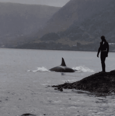 🌊When Orcas Splash By 🐋 - Lofoten Seaweed