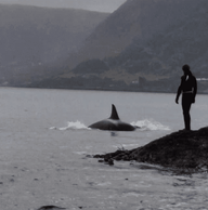 🌊When Orcas Splash By 🐋 - Lofoten Seaweed