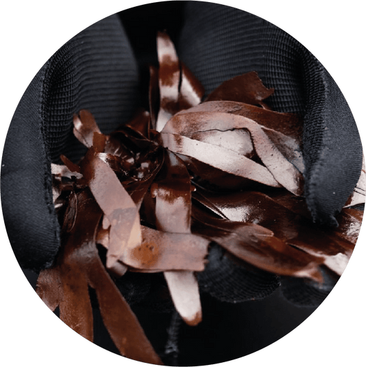 Kombu - Lofoten Seaweed